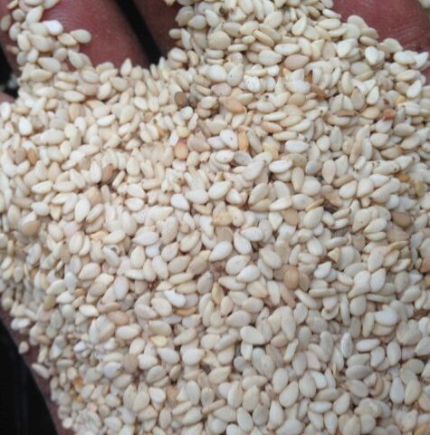 Hulled-Sesame-Seeds-3