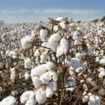 cotton-gdb54e469a_1280