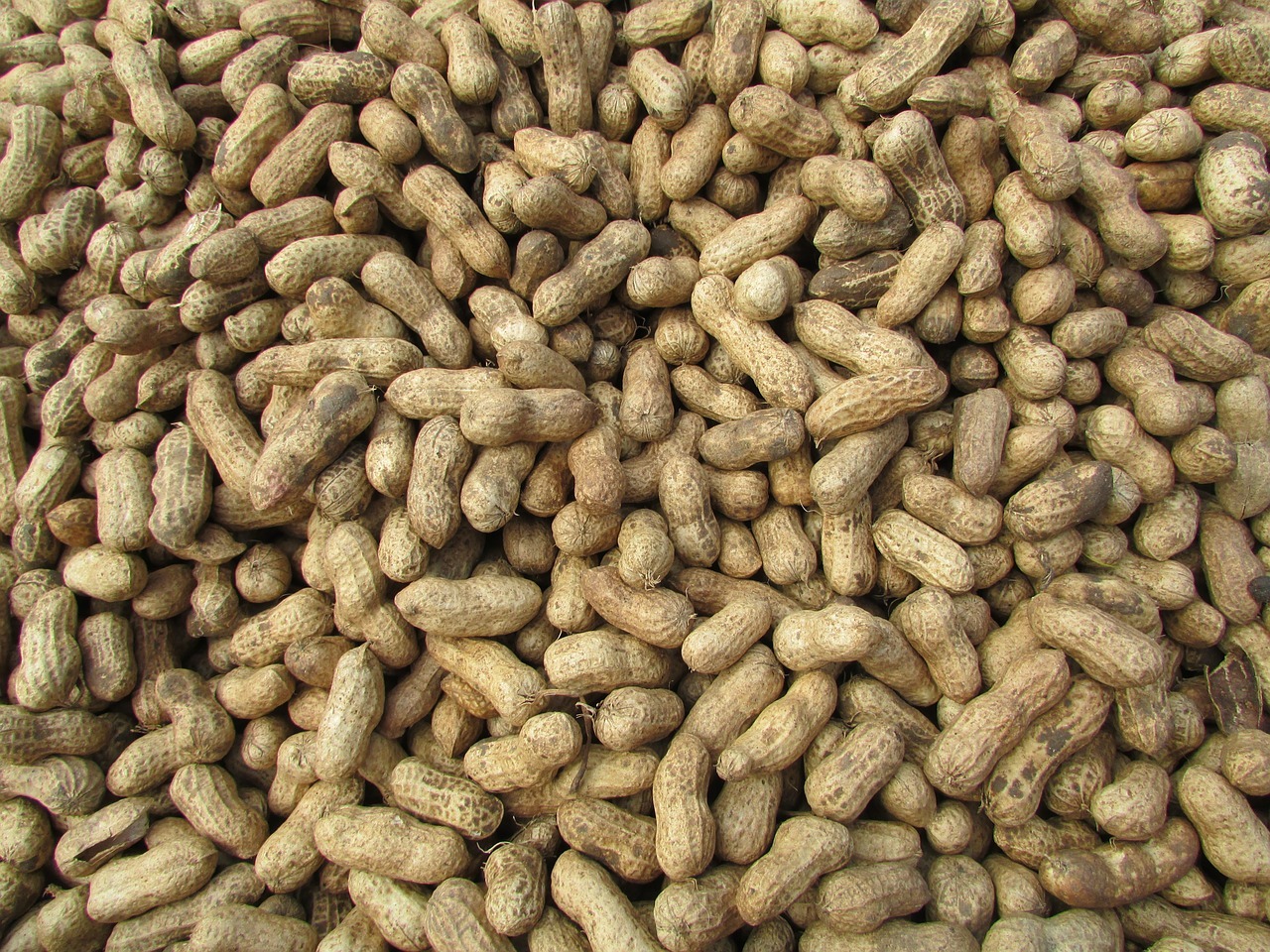 peanut-g92c32b894_1280