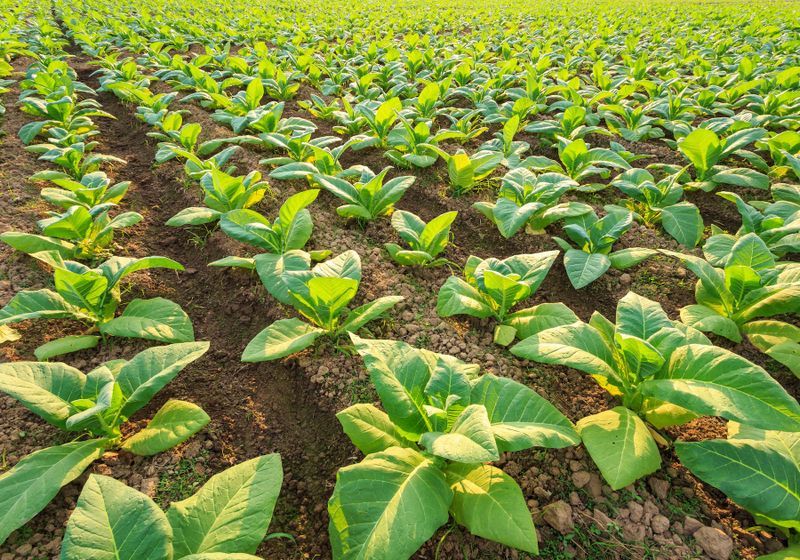 tobacco-plants-m