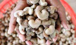 Premium Cashew Nuts available from Palmadex
