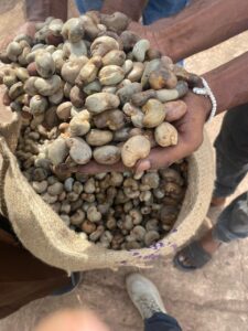 Premium Raw Cashew Nuts from Palmadex