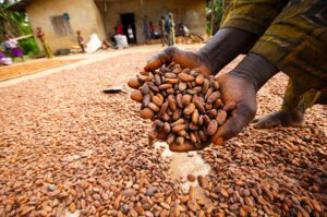 Cocoa Beans available for Export with Palmadex