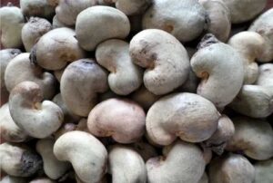 Premium Raw Cashew Nuts available from Palmadex