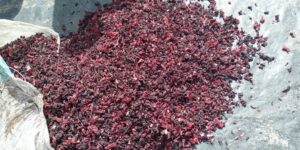 Get your premium hibiscus flowers from Palmadex today