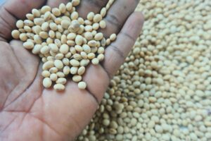 Premium Soyabeans available from Palmadex 