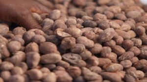 Premium Shea Nuts from Renamy Global Resources Ltd