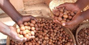 Premium Shea Nuts available at Palmadex