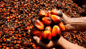 Get Your Premium quality palm oil for Exports from Palmadex today