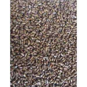 Premium quality Cassia Tora available at Palmadex