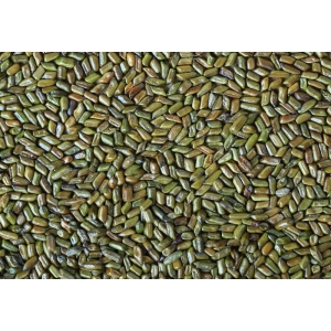 Premium quality Cassia Tora available at Palmadex