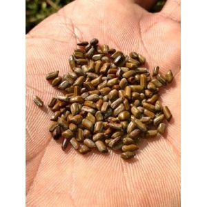 Premium quality Cassia Tora available at Palmadex