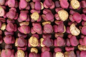 Palmadex is your surest Kola nut supplier Nigeria for exports from Nigeria