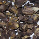 Palm Kernel Shells Export Compliance Checklist