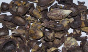 Palmadex is ready to partner with you for your Palm kernel shells export from Nigeria