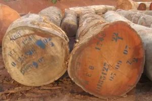 Reach out to Palmadex today for Bubinga wood export from Nigeria