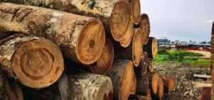 Palmadex is Nigeria's premier Tali wood supplier for exports globally