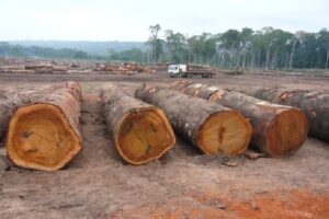 Reach out to Palmadex for Tali wood export from Nigeria today