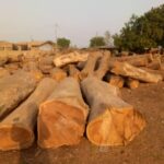 How Palmadex Ensures Premium Teak Wood Quality
