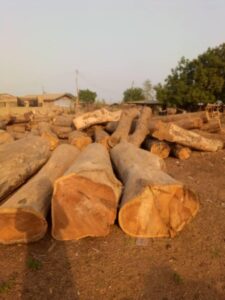 Reach out to Palmadex today for Teak wood export from Nigeria