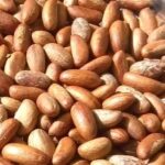 Palmadex Ensures Premium Nigerian Bitter Kola (Garcinia) Quality