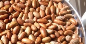 Palmadex is a premium Nigerian Bitter Kola supplier for international buyers