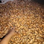 Bitter Kola Export Challenges and How Palmadex Solves Them