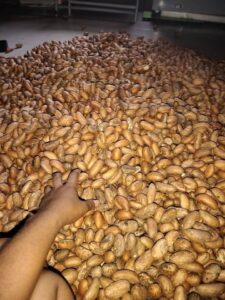 Reach out to Palmadex today to help you solve common challenges when exporting Bitter Kola from Nigeria