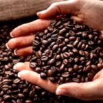 Coffee Bean Export Challenges and How Palmadex Solves Them