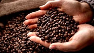 Reach out to Palmadex today for premium Nigerian coffee export