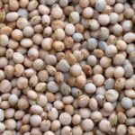 How Palmadex Ensures Premium Nigerian Pigeon Pea Quality